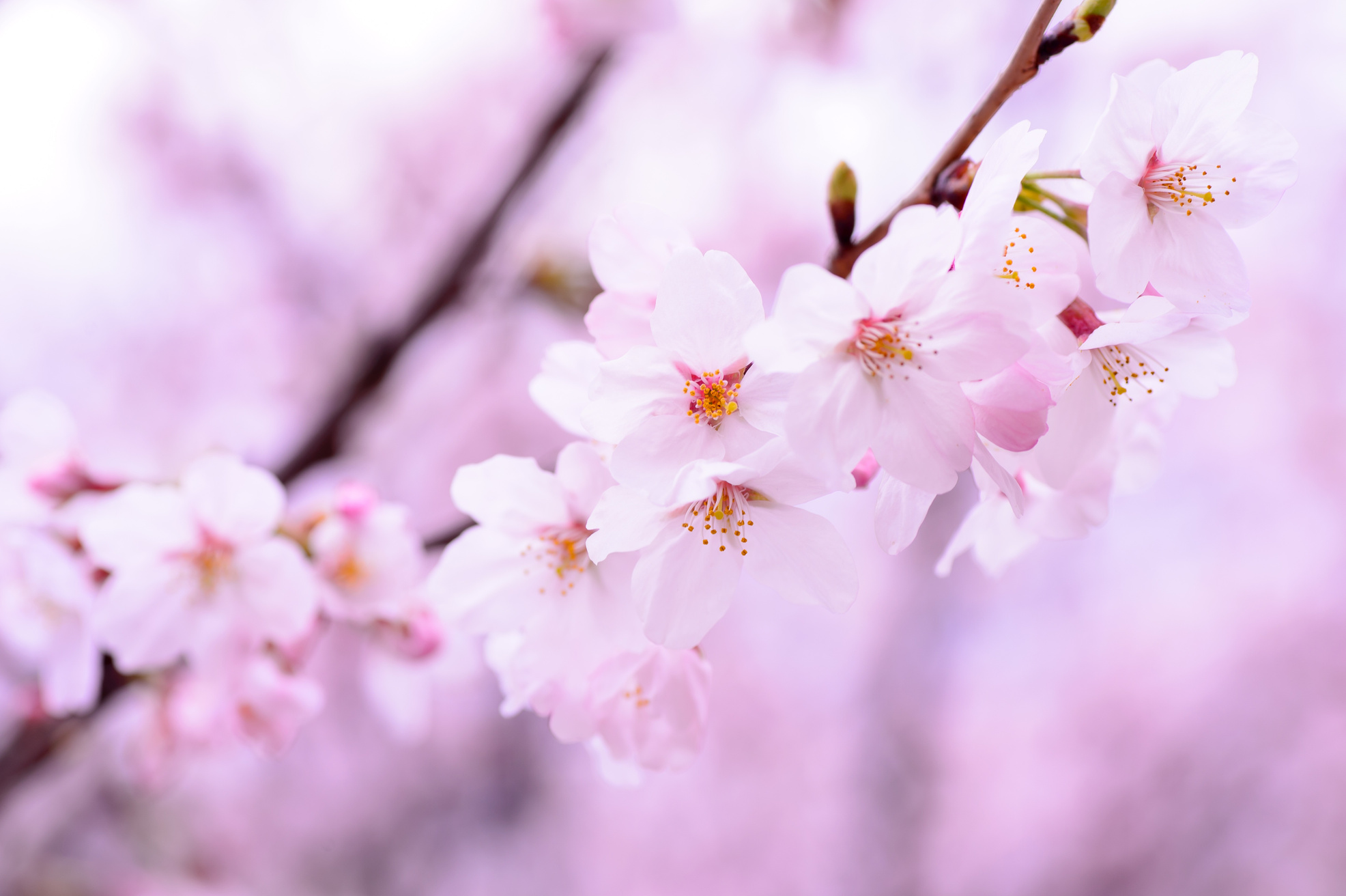 Cherry Blossom Branches